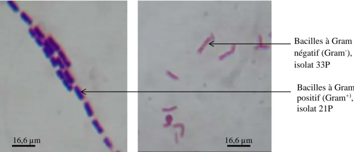 Figure 22 : Morphologie et mode de regroupement des souches révélés par coloration de  Gram (GX1000)  Bacilles à Gram négatif (Gram- ), isolat 33P  Bacilles à Gram positif (Gram+), isolat 21P 16,6 µm 16,6 µm 