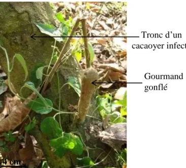Figure 4 : Symptômes de la maladie du swollen shoot sur les différentes parties cacaoyer au  champ (Kouakou et al., 2011) 