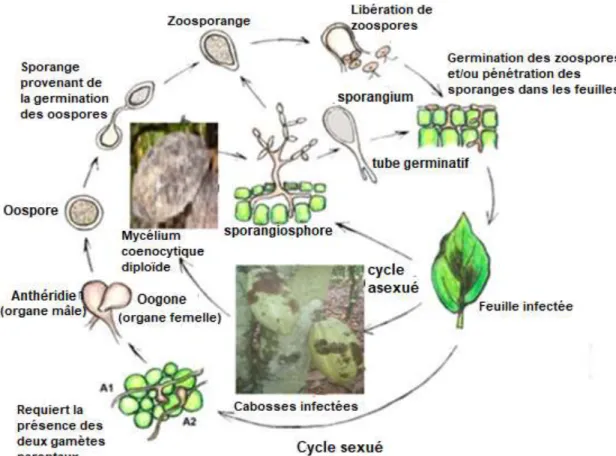 Figure 9 : Cycle biologique de reproduction du genre Phytophthora spp., (Schéma adapté de  Bengtsson, 2013) 