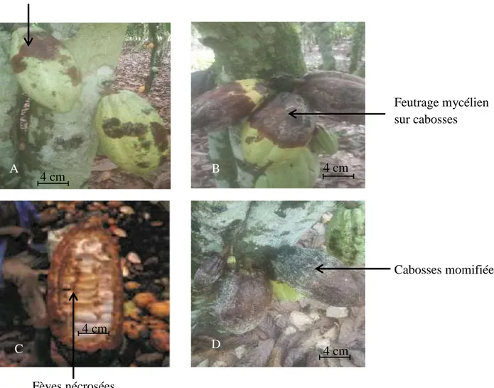 Figure 10 : Evolution de la maladie de la pourriture brune des cabosses du cacaoyer (CNRA, 2018) 