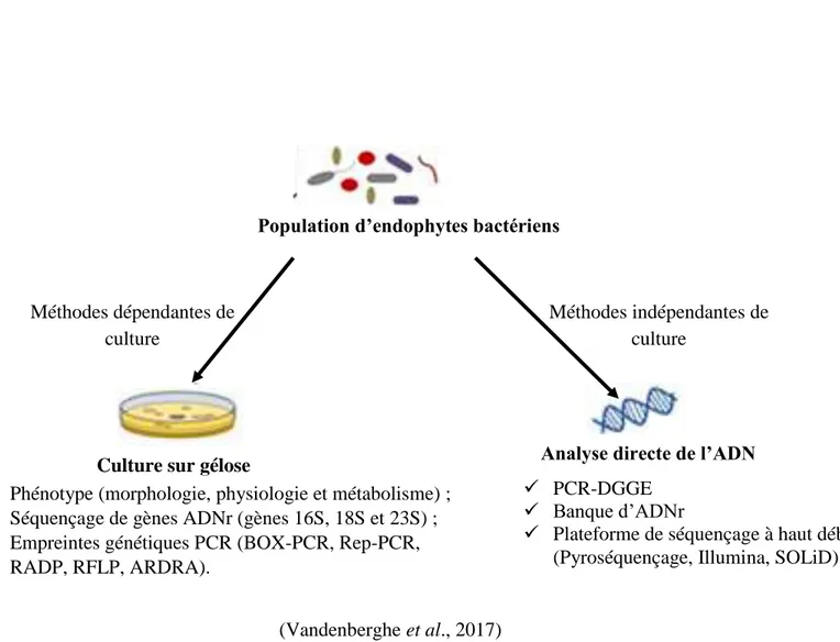 Figure 11 : Schématisation des méthodes d’études des bactéries endophytes des plantes  Population d’endophytes bactériens 