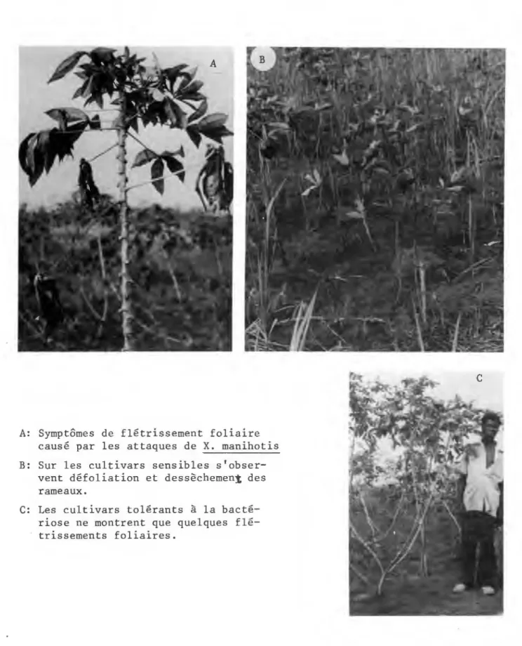 Fig.  2:  Symptômes  de  bactériose  causés  par  Xanthomonas  manihotis  observés  sur  la  collection  de  manioc  d'ODZIBA  en  1981