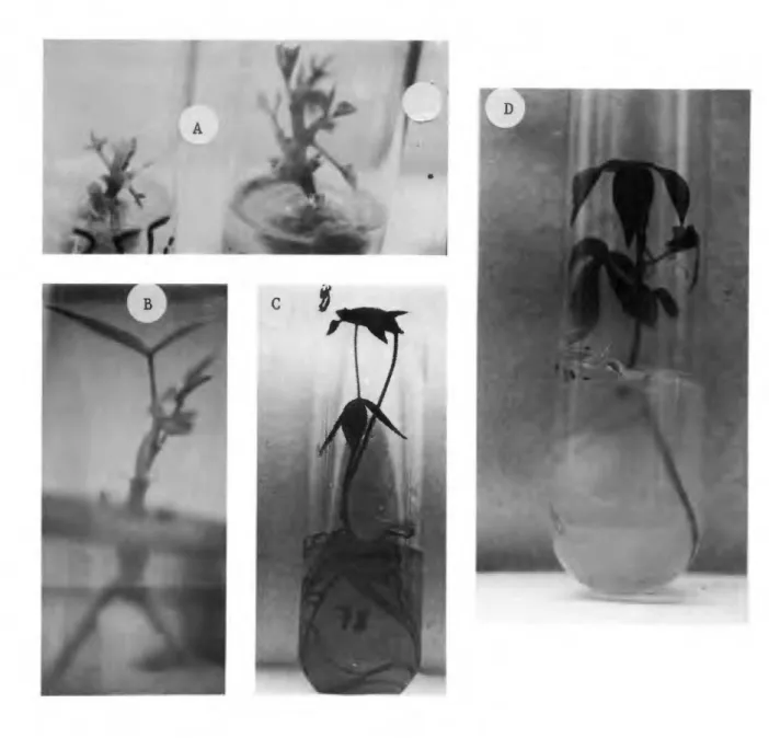 Fig.  11:  MICROBOUTURAGE  IN  VITRO  RAPIDE  DU  MANIOC. 