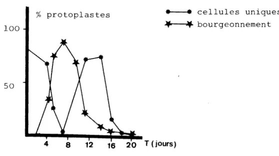 Figure  25  :  Evolution  des  protoplastes  de  Manih  t  esculenta  Crantz  dans  le  milieu  M