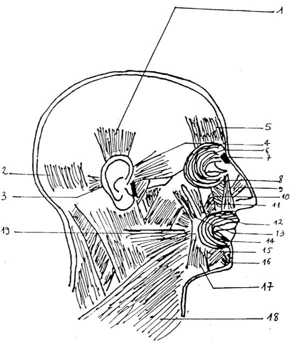 Figure  4  :MUSCLES PEAUCIEHS DE LA FACE 