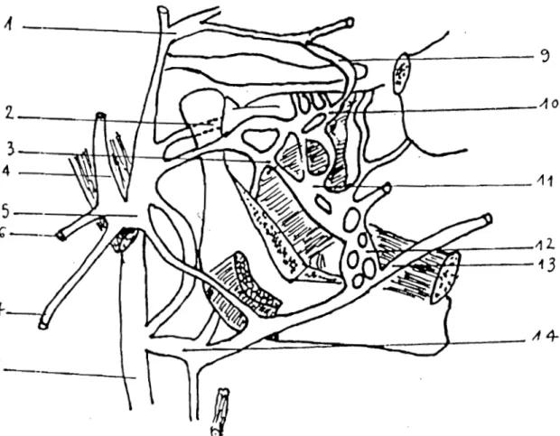 Figure 6 :  SYSTEME VEINEUX FACIAL (d'après MONOD et  DUHAMEL) 