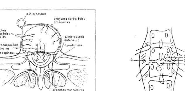 Figure  4  :  Spondy1odiscite  tubcrculcu~;; 