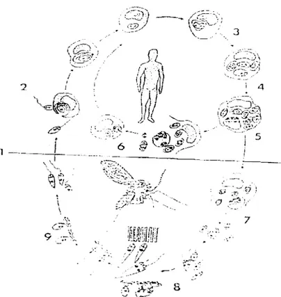 Figure  3  :Cycle  évolutif des  leishmanies 