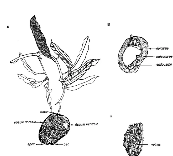 Figure 1 : Mangue fruit sur pousse (A) , fruit en coupe (B) , noyau (C ) ( Purseglove, 1974 )