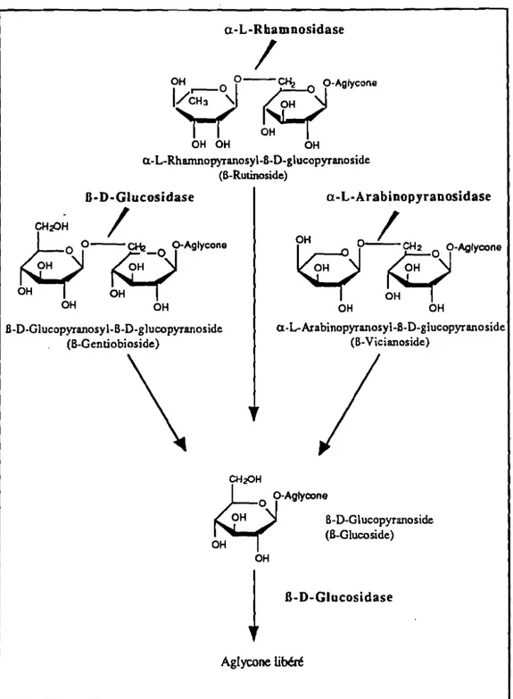Figure 3 : Mécanisme d'hydrolyse des principaux glycosides du fruit de la passion, établi selon celui démontré par Günata et al