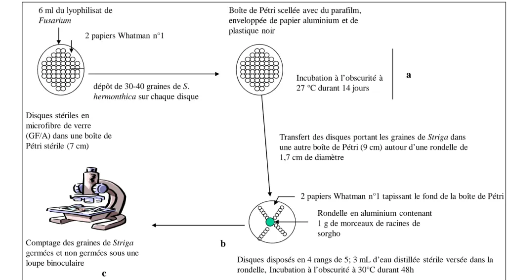 Figure 4: Schéma de la technique d’évaluation  de l’effet du lyophilisat du filtrat de culture de Fusarium sur la  germination des graines de Striga hermonthica : (a) application  du lyophilisat  sur les graines de  Striga, (b) stimulation  de germination 