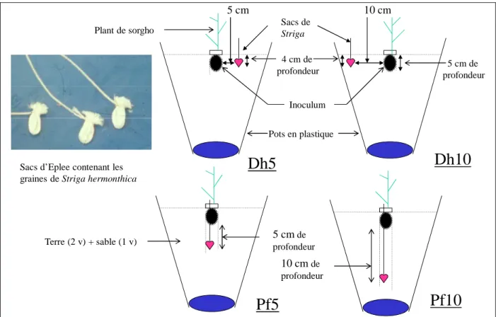 Figure 7: Représentation schématique du dispositif expérimental retenu pour tester les effets  de la profondeur et de la distance d’enfouissement  des graines de S