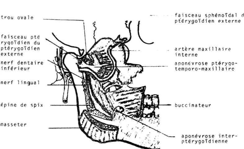 Fig.  7  Vue  de  la  loge  antérieure  et  externe  de  la  fosse  ptérygo-maxillaire 