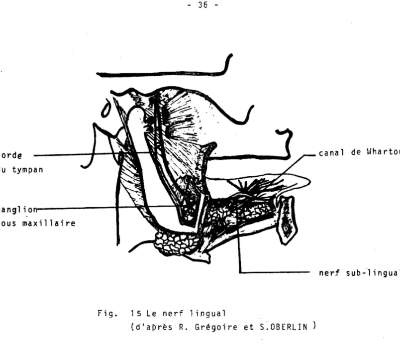 Fig.  15  le  nerf  1 ingual 