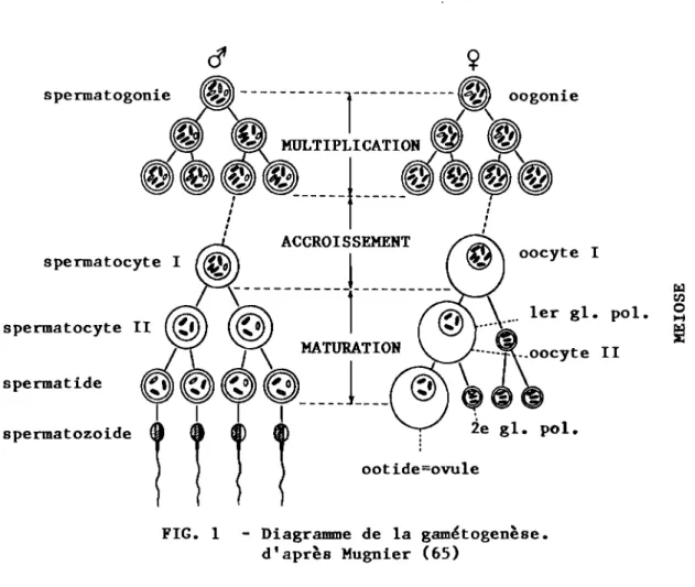 FIG. 1 - Diagramme de la gamétogenèse.