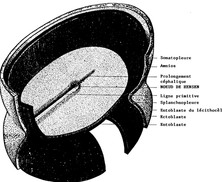 FIG. 6 - EMBRYON HUMAIN vu par sa face dorsale
