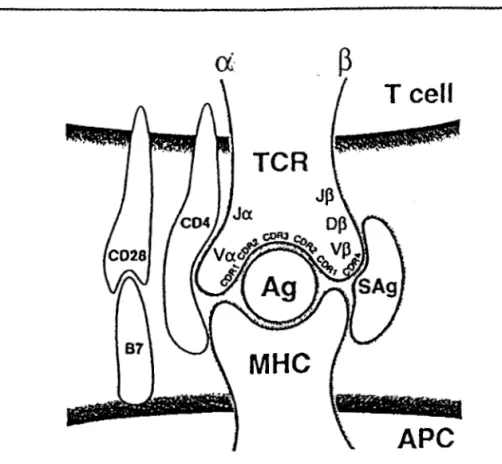 Figure  2  : Modèle de  l'interaction des  superantigènes  (sAg)  et  des  antigènes  (Ag)  avec  les  récepteurs des cellules T et les molécules du complexe majeur d&#34;histocompatibilité  (IDa  DR)  de classe II (MHC) portées par les cellules présentatr