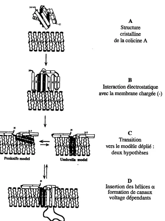 Figure  3  : Schéma  de  fonnation  des  pores  par  les  colicines.  La  structure  exacte  du  canal  ouvert  n'est  pas  encore  déterminée,  de  même  que  le  nombre  d'hélices  qui  pénètrent  la  membrane sous l'influence du potentiel de membrane (D