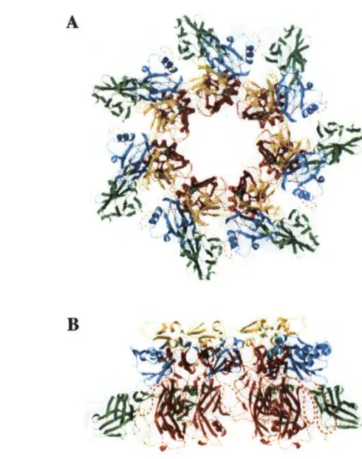 Figure 5  :Structure tridimensionnelle, obtenue  à  une résolution de 2,1  Â, de  l'heptamère hydrosoluble formé  par le facteur PA (&#34;Protective Antigen&#34;) de 