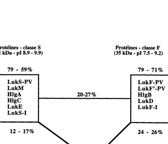 Figure 8 : Identités de séquence entre les protéines de classe S et les protéines de classe F  des  leucotoxines à deux composés de staphylocoques