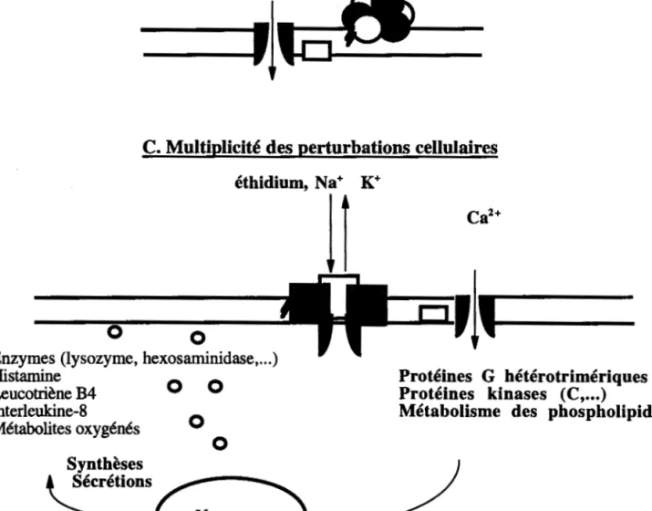 Figure 9: Mode d'action des leucotoxines à deux composés de staphylocoques. 