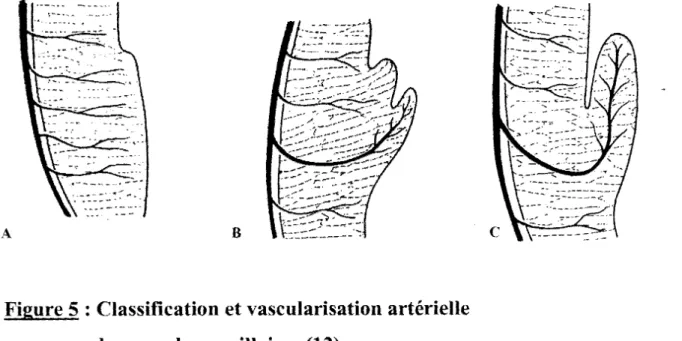 Figure 5 : Classification et vascularisation artérielle  des muscles papillaires (12) 