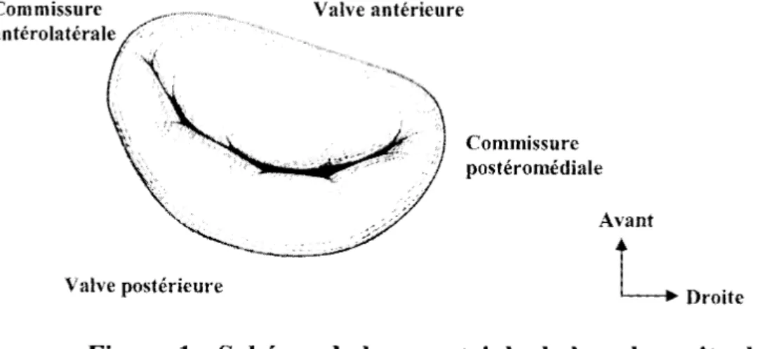Figure 1 : Schéma de la vue atriale de la valve mitrale (2) 