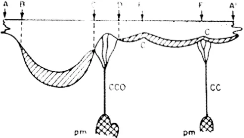 Figure 2 : La valve mitrale étalée (2) 