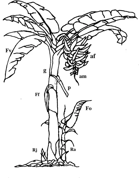 Figure 4 : Représentation schématique d’un bananier plantain, cultivar Corne 1   Source : ANNO (1981) 