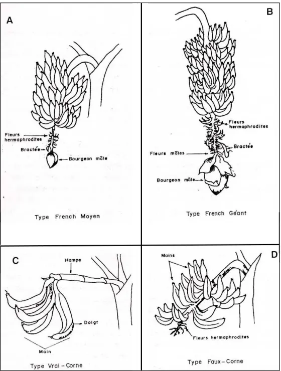 Figure 7 : Caractéristiques des cultivars de bananiers plantain de type Corne 1   et French 