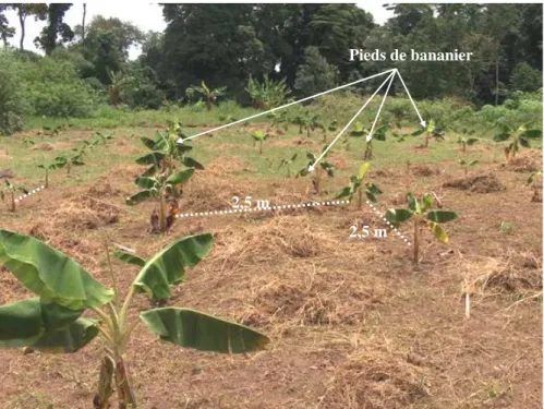 Figure 11 : Bananiers plantain âgés d’un mois issus des rejet-écailles déshydratés   1 mois et éveillés en culture hydroponique pendant 15 j 