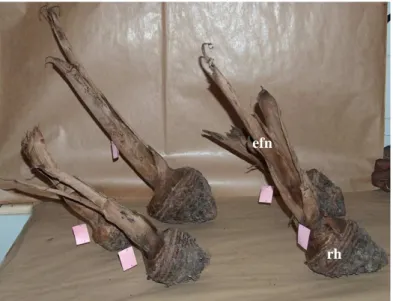 Figure 23 : Symptômes sur les rejets baïonnettes déshydratés de bananier   plantain cv Corne 1, après 1 mois de déshydratation 
