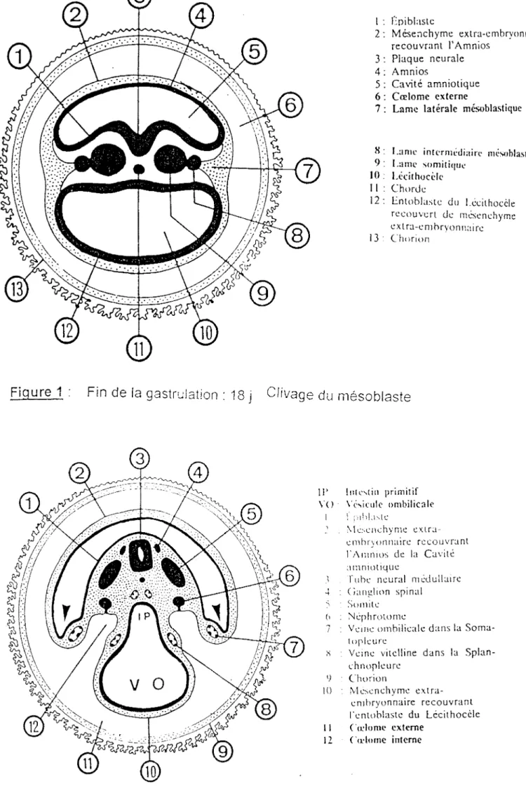 Figure 1  1 :  f'.piblastc 2:  Mése;ichyme  extra-embryonnain:: recouvrant  !'Amnios 3: Plaque  neurale 4: Amnios 5: Cavité  amniotique 6 :  Cœlome  externe 