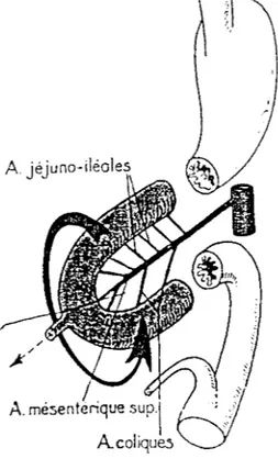 Figure 4A:  Schéma  de  l'anse  intestina!e  primitive  avant  sa  rotation  (vue  latérale)
