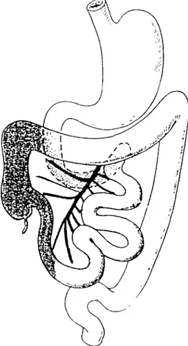 Figure 5  :  Vue  antérieure  des  anses  intestinales,  dans  leur  disposition  définitive