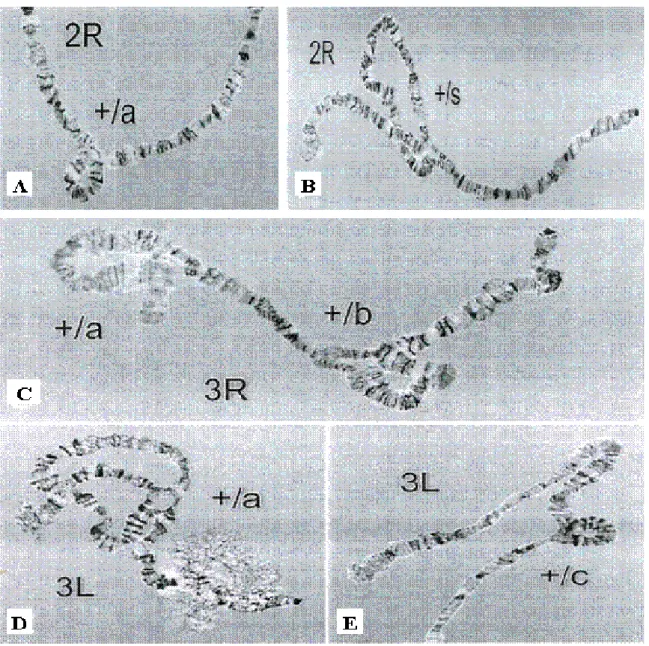 Illustration 7: inversions chromosomiques majeures caractéristiques chez An. funestus s.s