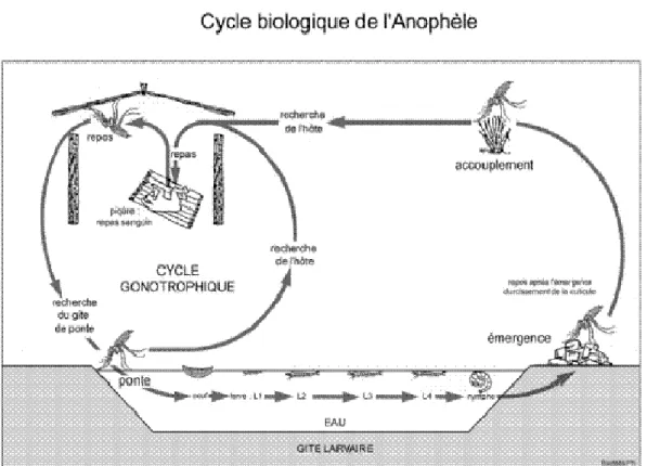 Figure 9 : Cycle de développement de l’anophèle d’après Philippe Boussés [UR016/IRD] 