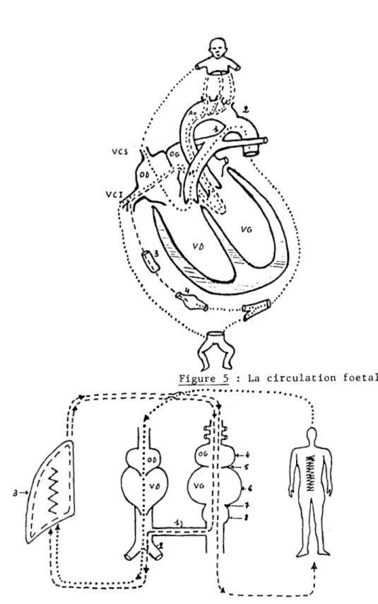 Figure  5  :  La  circulation  foetale 