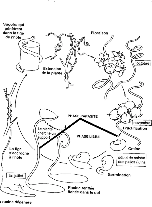 Figure 5. Cycle biologique de la Cuscute (d'après Dembéle et al. 1994)