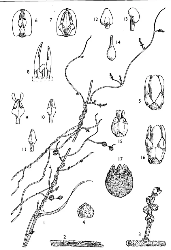 Figure 7. Cassytha filiformis (d'après Verdcourt, 1996)
