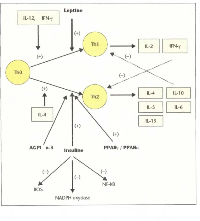 Figure 5 : Différenciation des lymphocytes ThO en cellules  Thl  et  Th2  et, leurs  modulations