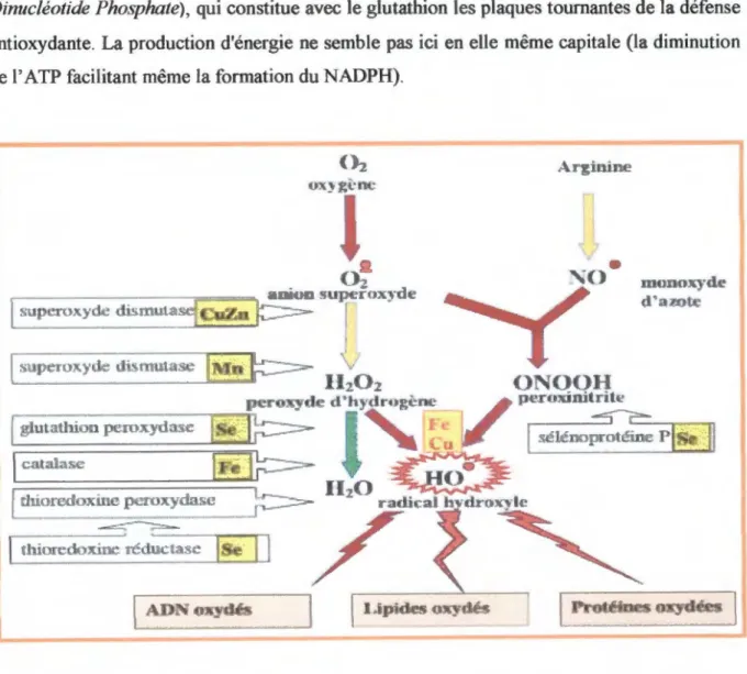Figure 7: Mode d'action des principaux systèmes enzymatiques antioxydants et de leurs  cofacteurs métalliques