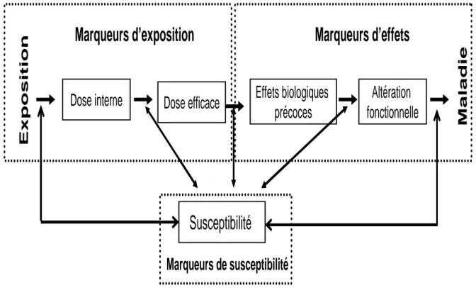 Figure 1: Succession des évènements allant de l’exposition aux polluants à l’apparition  de la maladie  