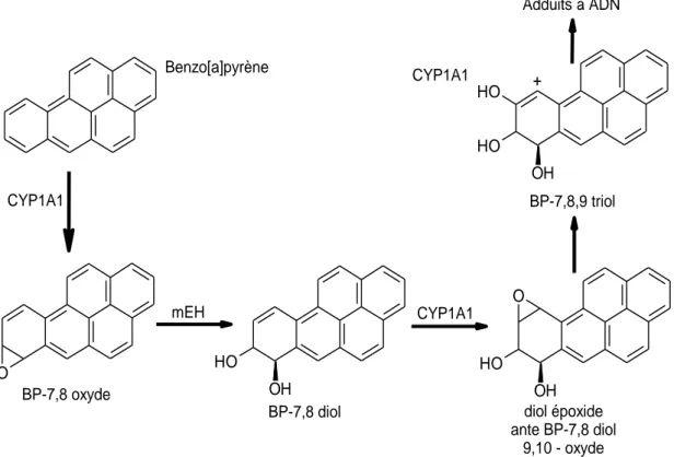 Figure 4: Métabolisme simplifié du benzo(a)pyrène montrant la formation d’adduits   