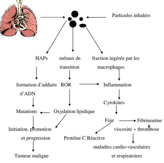 Figure 5 : Diagramme hypothétique du mode d’action des particules et le lien avec  les  cancers et maladies cardiopulmonaires (source Sorensen et al., 2003 c) 