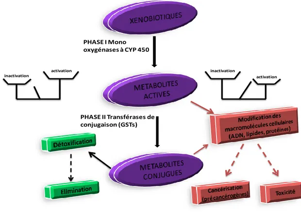 Figure 7 : Métabolisme des xénobiotiques : équilibre entre toxicité et détoxification  