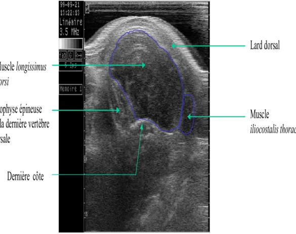 Figure 1b : Image transversale de la région dorso-lombaire chez le porc Piétrain 