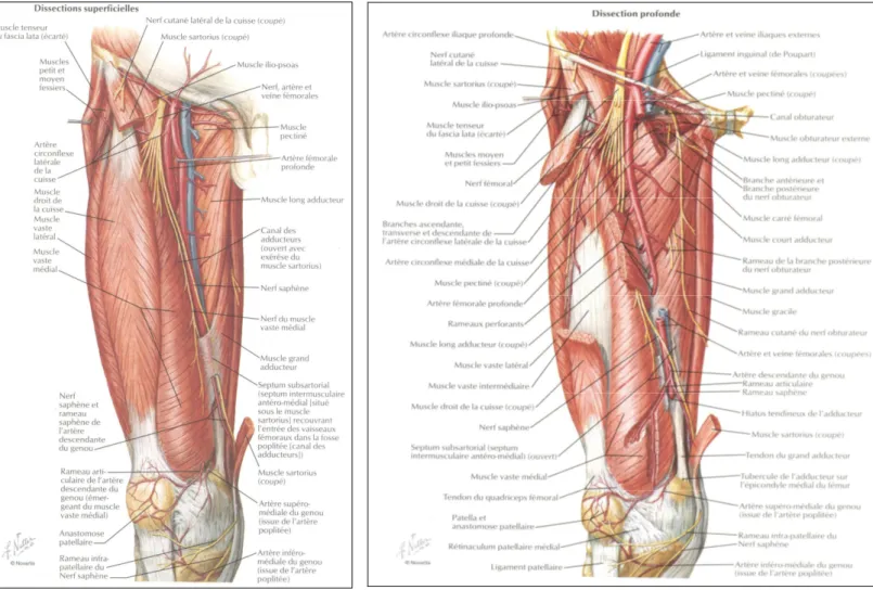 Figure 4 et 5 : Rapport  artère fémorale superficielle et de l’artère fémorale  profonde [60] 