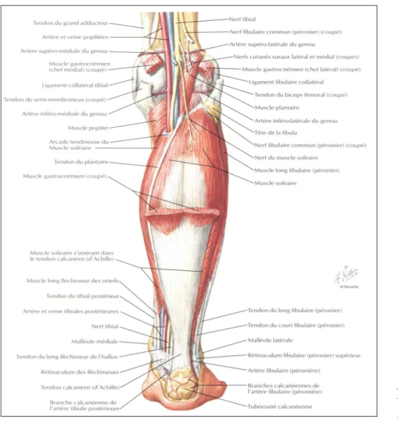 Figure 7 : Artère poplitée [60] 