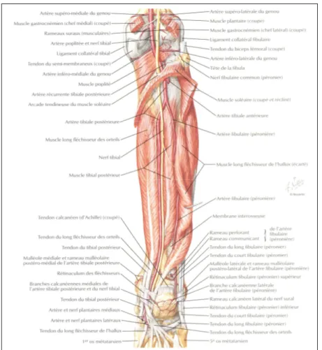 Figure 11 : Tronc tibiopéronier, artères tibiale postérieure et péronière [60] 